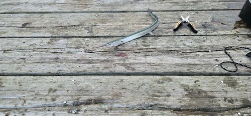 ダツの釣果