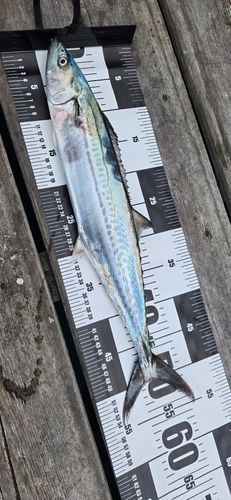 サゴシの釣果