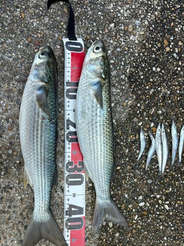 ボラの釣果