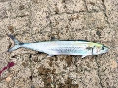 サワラの釣果