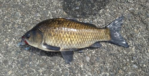 フナの釣果