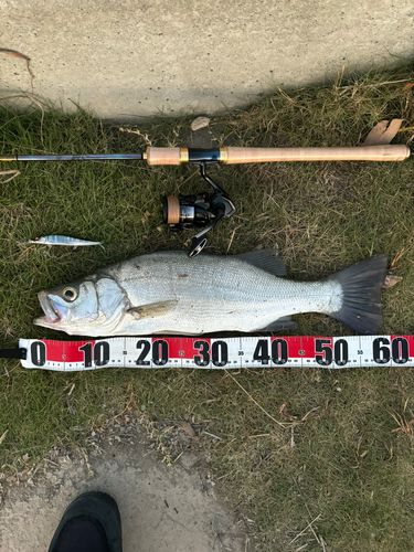 ヒラスズキの釣果
