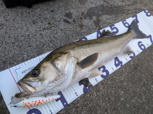 シーバスの釣果