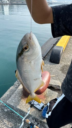 ショゴの釣果