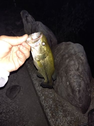 ラージマウスバスの釣果