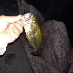 ラージマウスバス