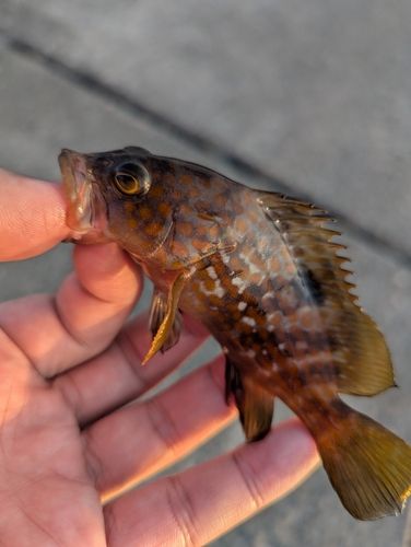 アコウの釣果