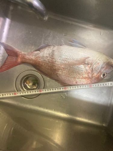 マダイの釣果