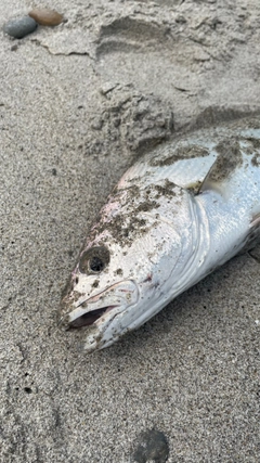 ニベの釣果