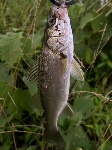 スズキの釣果