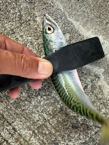 サバの釣果