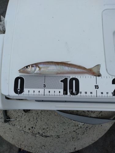 シロギスの釣果