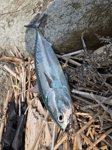ソウダガツオの釣果