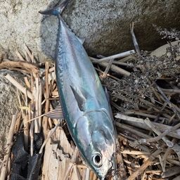 ソウダガツオ