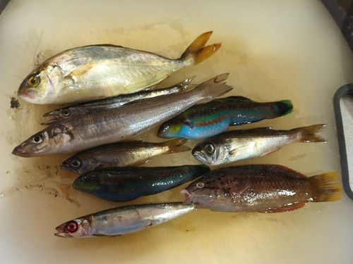 キスの釣果