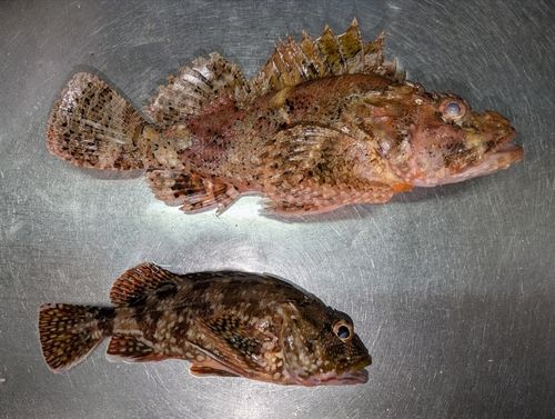 オニカサゴの釣果