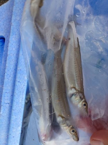 キスの釣果