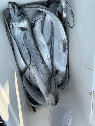 タチウオの釣果