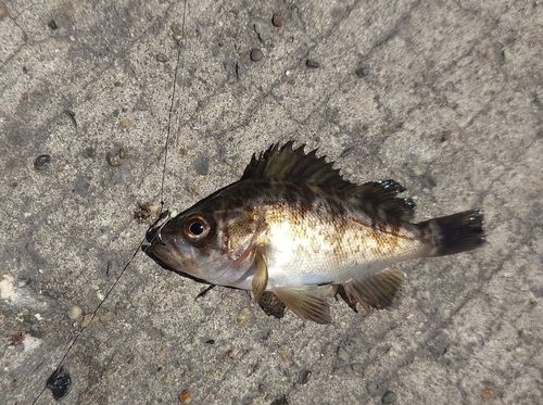メバルの釣果