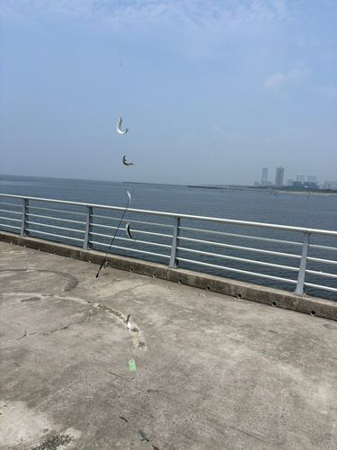 サッパの釣果