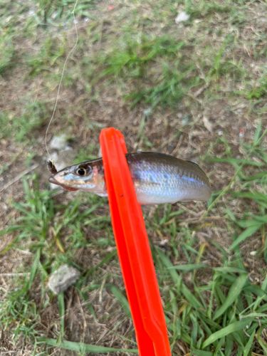 シロギスの釣果