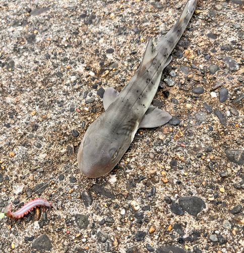 ドチザメの釣果