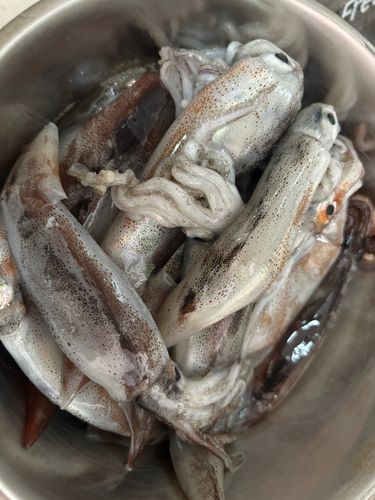 スルメイカの釣果