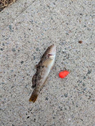 アイナメの釣果