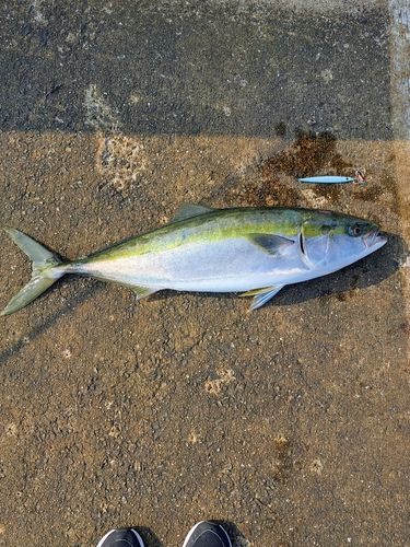 ブリの釣果