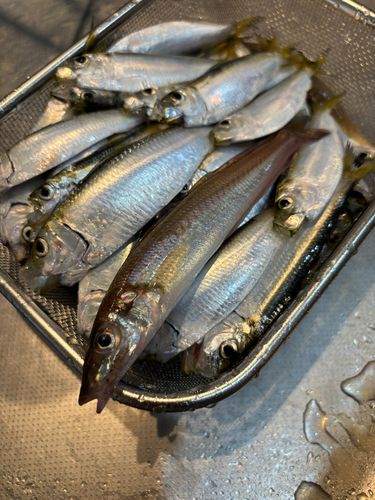 釣果
