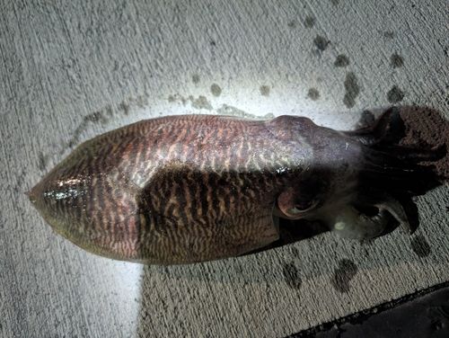 コウイカの釣果