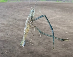 テナガエビの釣果