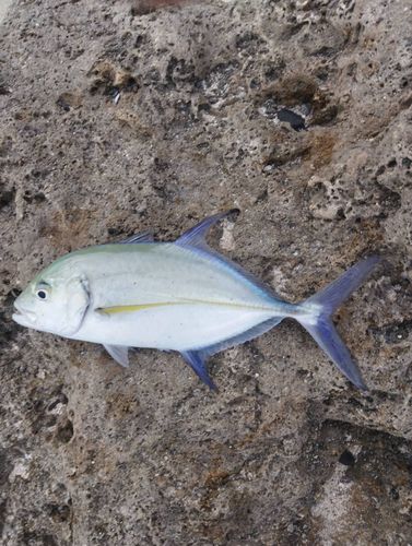 カスミアジの釣果