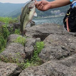 ブラックバス