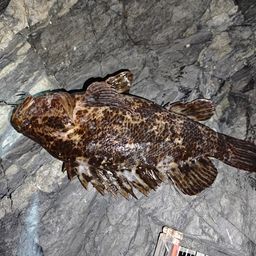 タケノコメバル