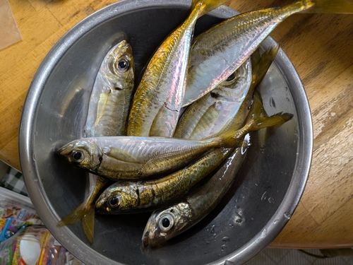 アジの釣果