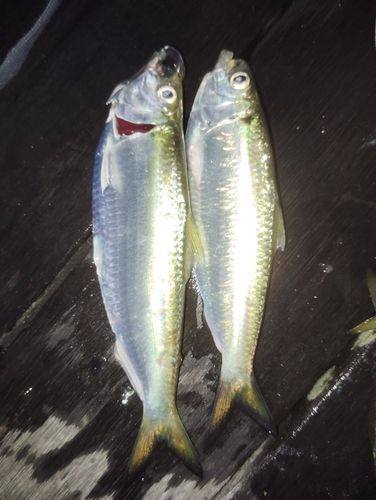 サッパの釣果