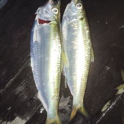 サッパ