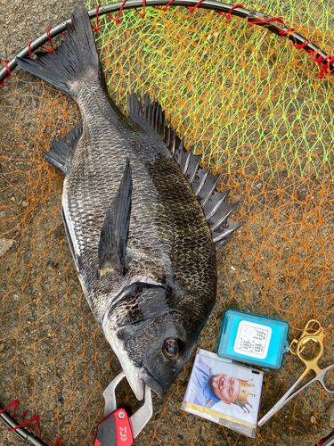 チヌの釣果