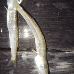 カマス