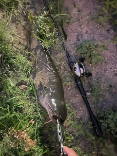ナマズの釣果
