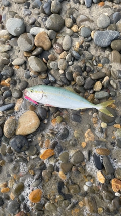 ワカシの釣果