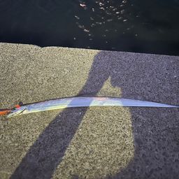 タチウオ
