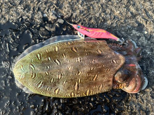 コウイカの釣果