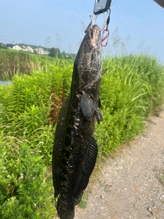 ライギョの釣果