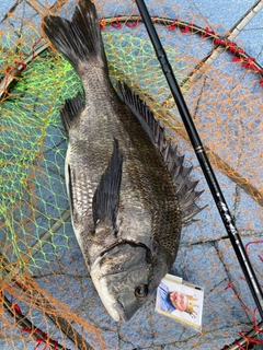 チヌの釣果
