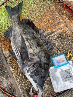 チヌの釣果