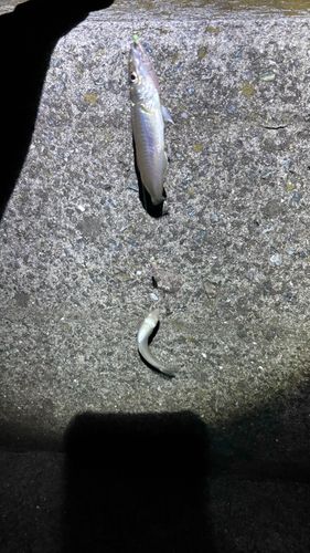 シロギスの釣果