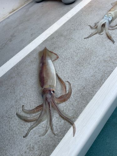 スルメイカの釣果