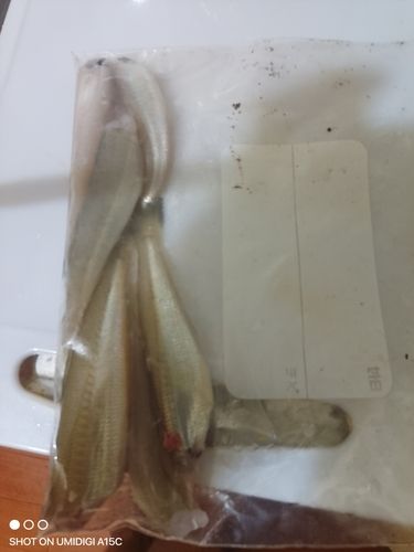 キスの釣果